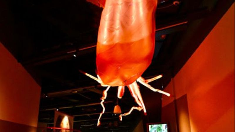 Reserva Natural - "Animales invisibles" y "Terrafilia", dos exposiciones imprescindibles - 10/07/25