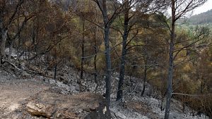 Els grans perills d'aquest estiu: incendis i accidents a muntanya