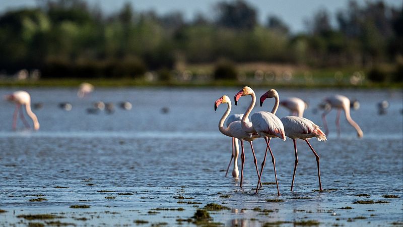 Ruta para observar flamencos en los humedales españoles - En clave Turismo | Escuchar