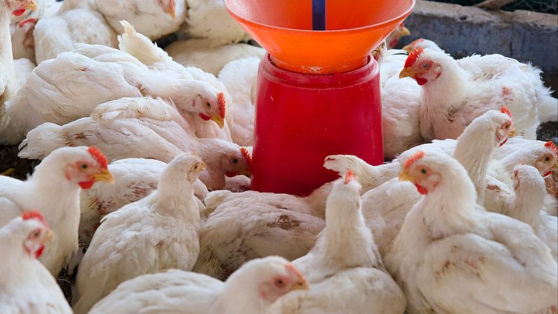 Mundo rural - Sector del huevo y turismo de floración - 16/07/25 - Escuchar ahora