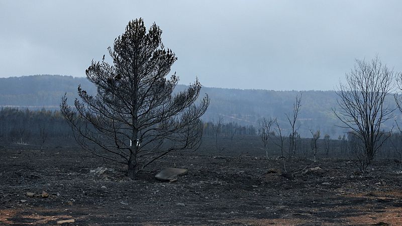 Tres años después de los incendios de la Sierra de la Culebra, la recuperación avanza lentamente