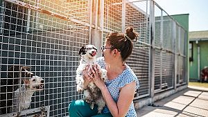 Animals de companyia abandonats