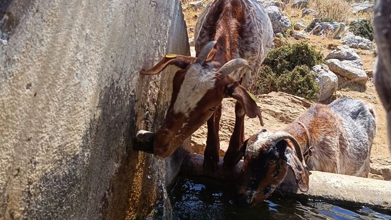 Las mañanas de RNE - Emma Hernández - 'Payoya', un animal y una forma de entender el mundo  - Escuchar ahora