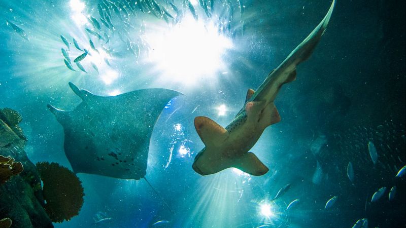 Españoles en la mar - La importancia de proteger a tiburones y rayas