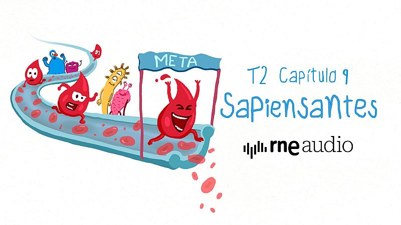 Sapiensantes - T2. E9. ¿Por qué la sangre es roja y cómo circula por nuestro cuerpo?