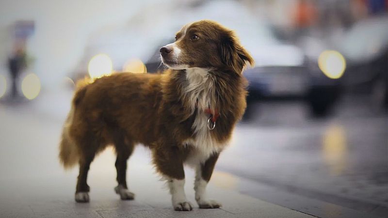 Abandonaments d'animals en augment durant l'estiu