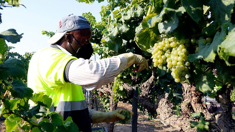 Raimat arrenca la verema amb molt bones prespectives