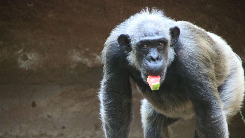 El Zoo de Barcelona activa el protocol per l'onada de calor