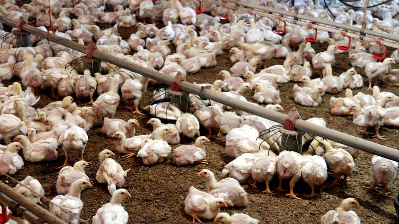 Maneres de protegir el bestiar de les altes temperatures