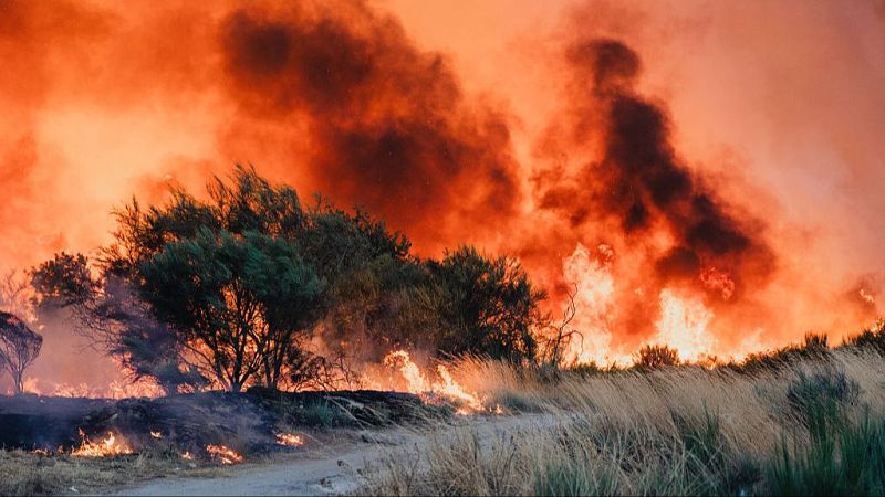 ¿De quién depende la limpieza de los montes?
