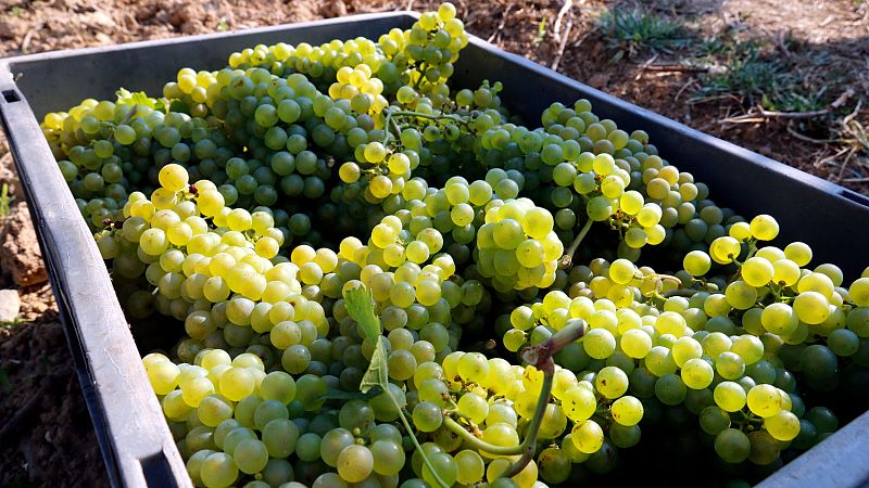 Preocupació pels aranzels del 15% a vins i caves | TOMÀS HINOJOSA