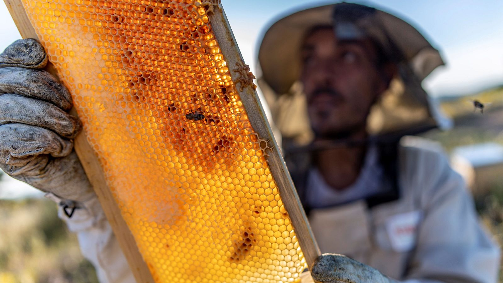 Incendios y apicultura en Zamora: menos colmenas quemadas, pero más frágiles | Escuchar