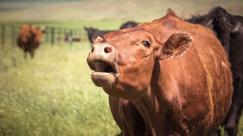 El palabrero - Mugidos emulgentes -  09/09/2025 - Escuchar ahora