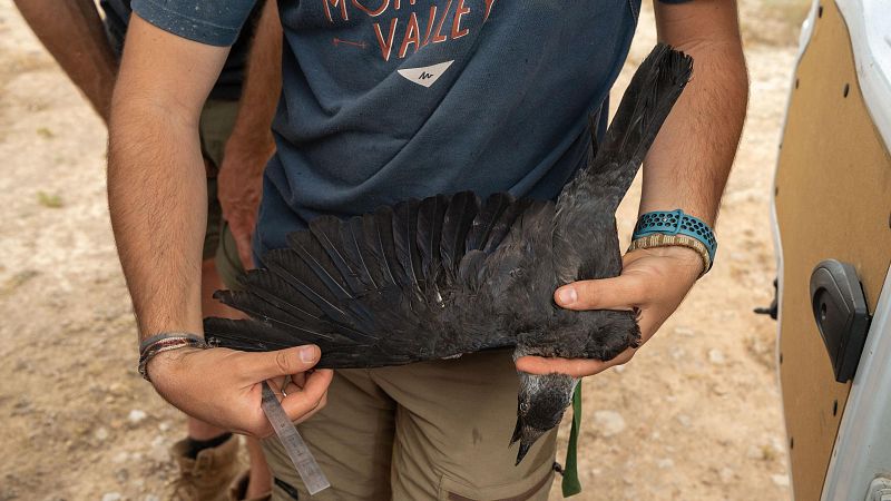 Planeta vivo - Seguimiento fauna salvaje - 12/09/25