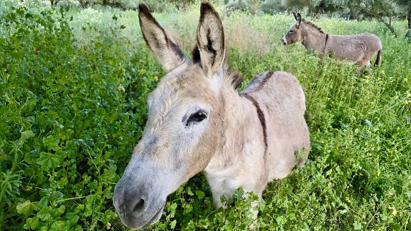 La Iberia verde - Burritos bombero, rescate de erizos y murciélagos en Doñana - 20/09/25 - escuchar ahora