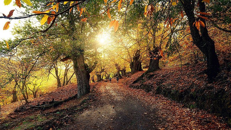 Otoño 2025 - Escuchar ahora