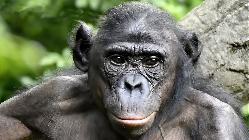 Reserva natural - Pacifismo, grandes simios y humanidad 3.0 - 28/09/25