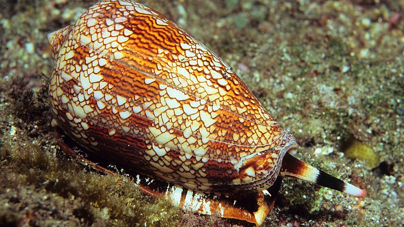 Instinto animal en Radio 5 - Caracol Cono  - 04/10/25 - Escuchar ahora