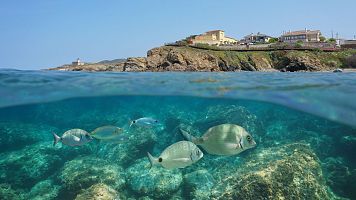 Conservando el mar mediterráneo para el futuro