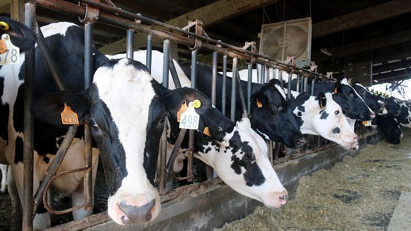 Tercer cas de Dermatosi Nodular confirmat a l'Empordà