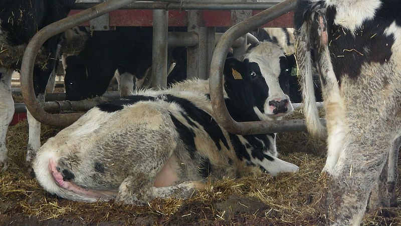 Nous focus de dermatosi nodular estenen la preocupació entre els ramaders | GEMMA ESTEBA