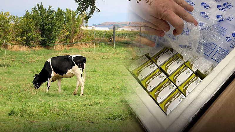 Cas de dermatosi nodular a França activa vacunació al Ripollès i la Garrotxa