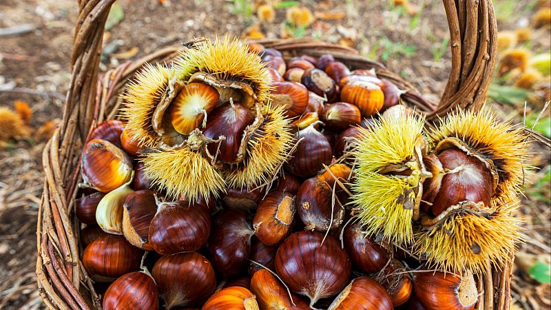 Frutos de otoo, soporte vital para la fauna de los bosques - En clave Turismo | Escuchar