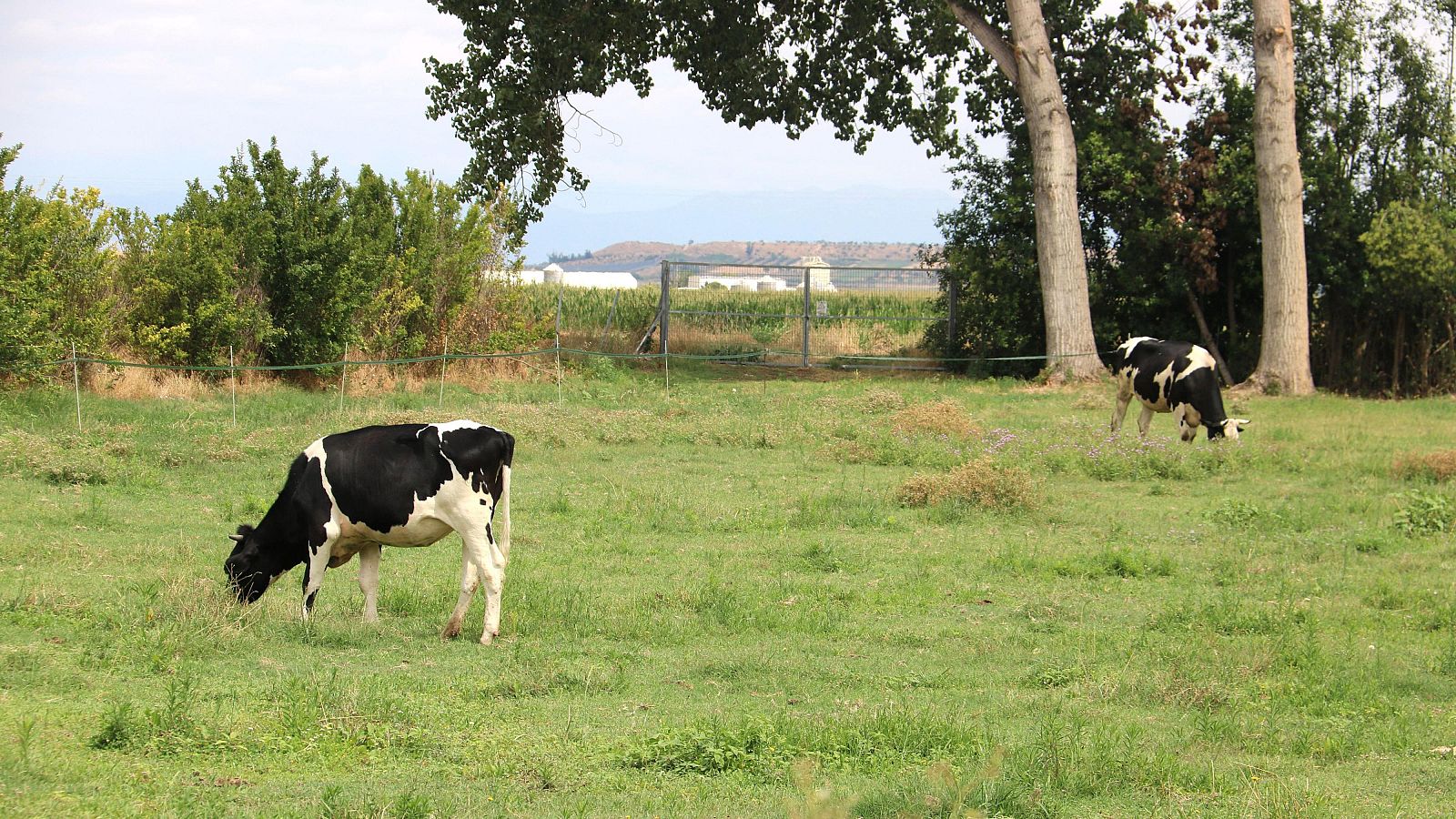 Els preus de la carn; a l'expectativa per la Dermatosi Nodular | Pepa Sangenís