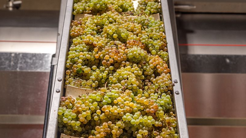 Mundo rural - Presupuesto de la UE, polémica sobre la carne vegetal  y fin de la vendimia - 22/10/25 - Escuchar ahora