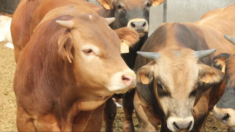 La dermatosis nodular contagiosa en la ganadería española - 24 horas | Escuchar