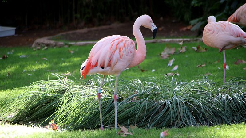 Bioscope, nou espai immersiu de conscienciació al Zoo de Barcelona