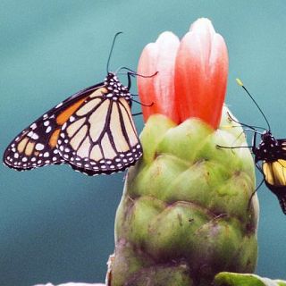 La mariposa monarca y la de los cardos