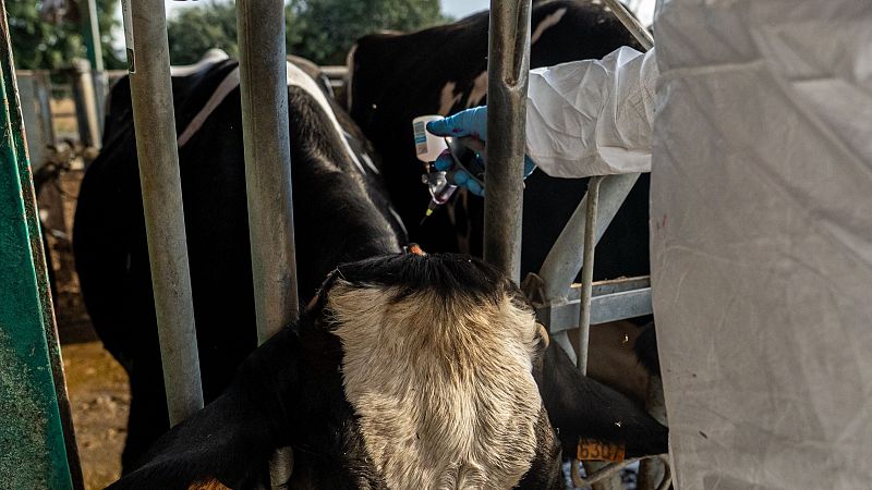 Les exportacions de ramat al port de Tarragona, afectades per la crisi de la dermatosi nodular | Judit Huerta