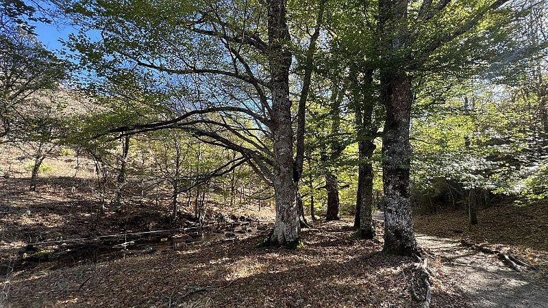 La Sierra del Rincn, un tesoro madrileo ms all del otoo - En clave Turismo | Escuchar