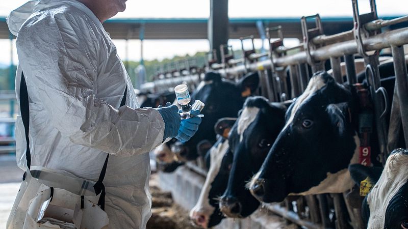 Agricultura amplia la vacunació contra la dermatosi nodular a Catalunya