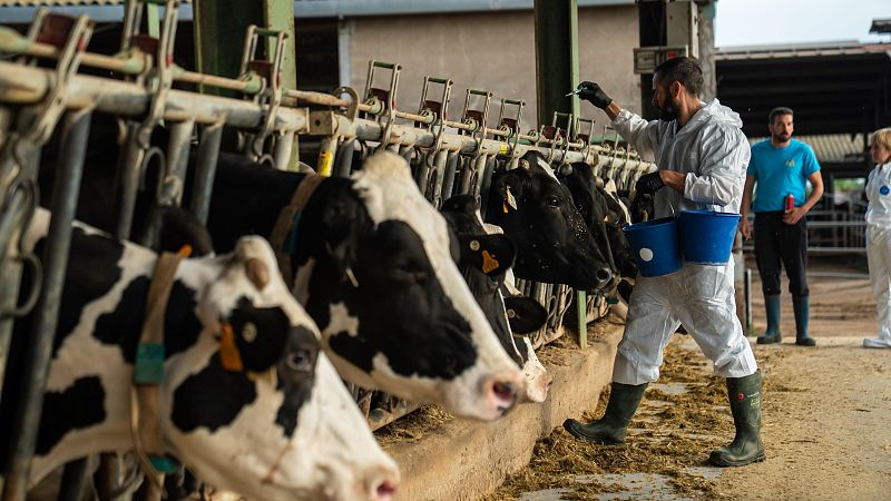 S'estén a 22 comarques la vacunació contra la dermatosi nodular