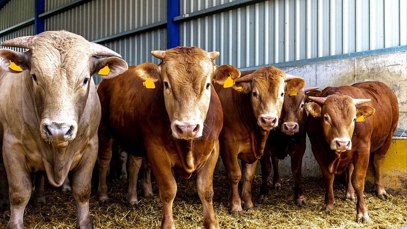 Mundo rural - Enfermedad de la dermatosis nodular - 05/11/25 - Escuchar ahora