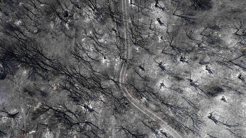 'Chapapote del monte': ¿Cuáles son las consecuencias de las cenizas de los incendios forestales en Ourense?-Escuchar ahora