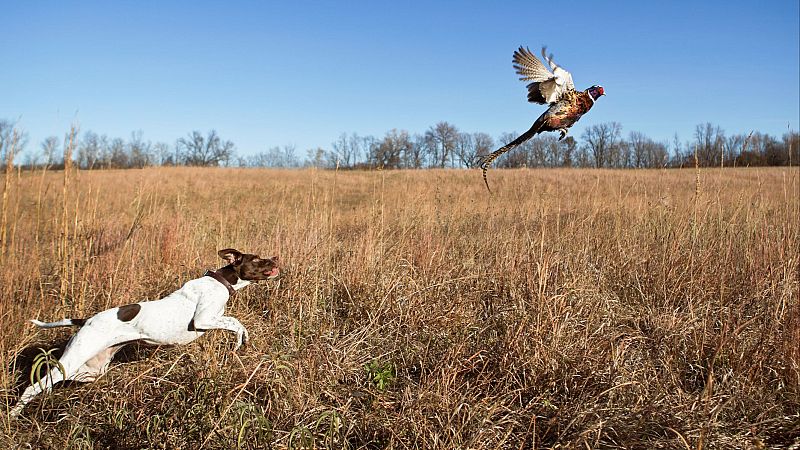 En un mundo feliz en R5 - Posible exclusión de los perros de caza en el futuro Real Decreto de Núcleos Zoológicos - 08/11/25 - Escuchar ahora