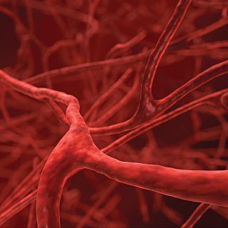 Vasos sanguneos 3D que imitan el latido arterial