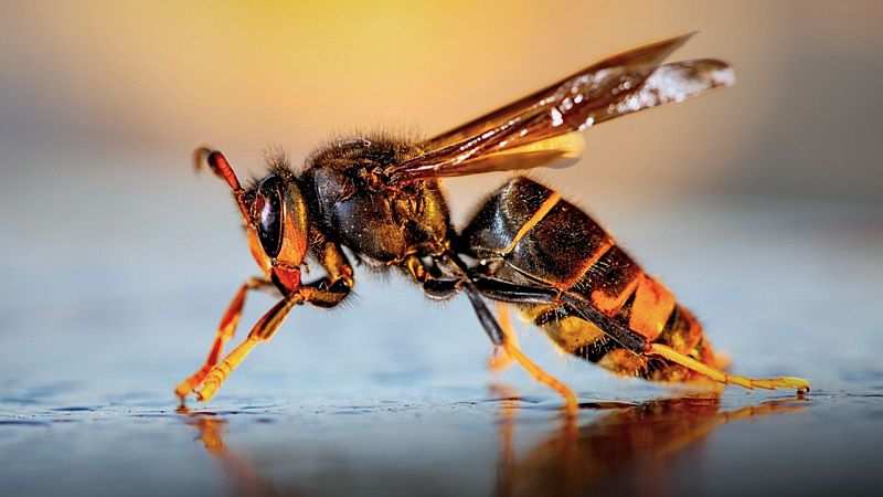 La vespa asiàtica s'estén a Lleida i alarma els apicultors | Pepa Sangenís