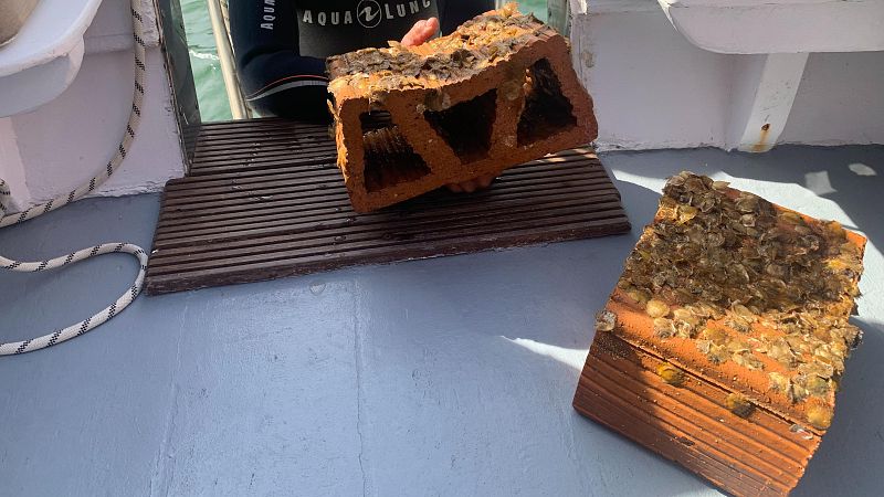 Reportajes Emisoras - Cartagena -  Recuperación del Mar Menor con ostras - 14/11/25 - Escuchar ahora