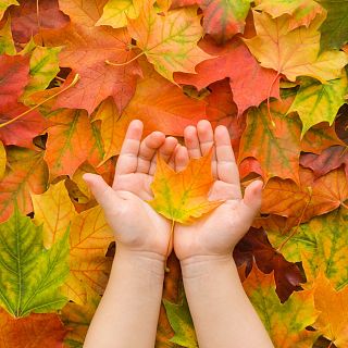 Como hojas que se caen