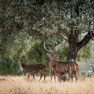 Reserva de la Biosfera de Monfragüe