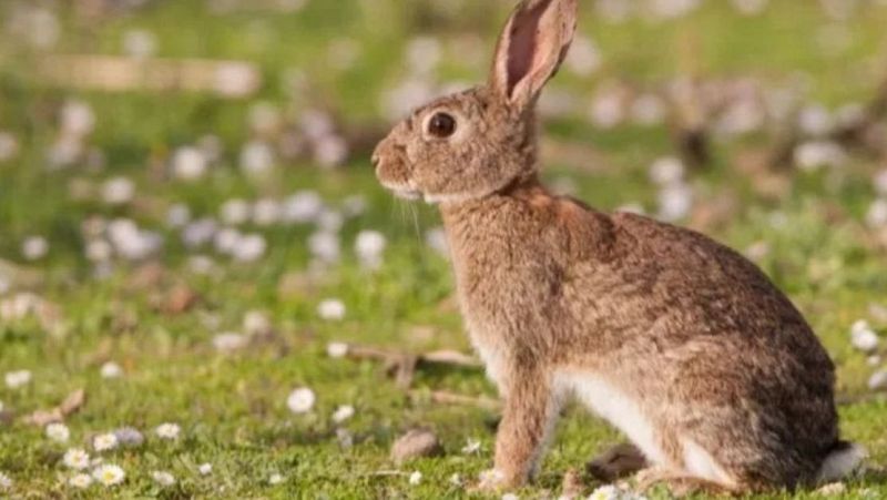 El matí de Ràdio 4 - La recepta per combatre la plaga de conills: caçadors, pagesos i administració de bracet - El matí de Ràdio 4 | Escoltar