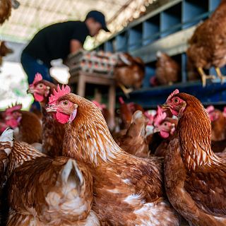 El repunte de la gripe aviar preocupa al sector veterinario