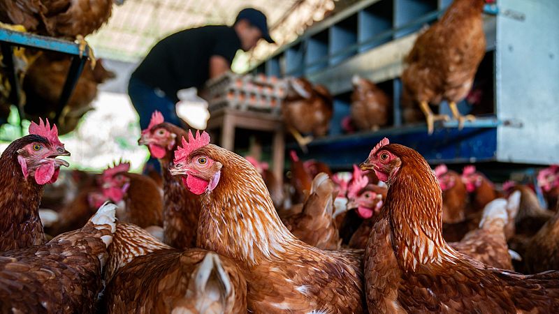 El repunte de la gripe aviar preocupa al sector veterinario - Europa abierta | Escuchar