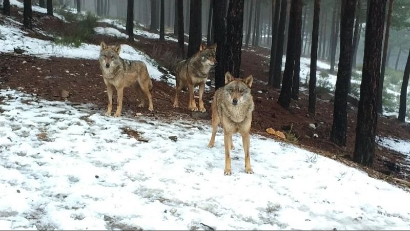 Reportajes Emisoras - Zamora - El Centro del Lobo Ibérico de Castilla y León cumple 10 años - 02/12/25 - Escuchar ahora