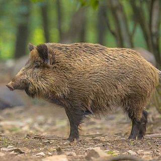 Crisi porcina a Catalunya: Rossend Saltiveri, d'Unió de Pagesos