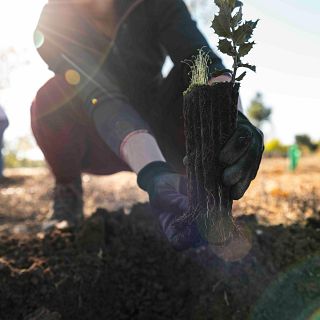 Pesca de arrastre, ampliación Guggenheim y reforestación